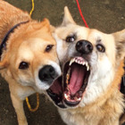 雑種犬二匹の「じゃれ愛」を集めた写真集『がくこ』が発売 画像