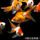 見ているだけで涼やかに...1,000種以上の金魚が競演する「踊る金魚展」開催 画像