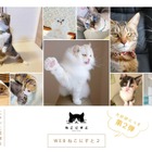 今度のテーマは“奇跡の一枚”！ねこ写真展「ねこにすと」ウェブ版、第2弾が開催中 画像