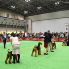 日本最大規模のドッグショーが大阪で開催 画像