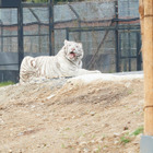 ホワイトライオンのライブ映像をWeb会議に“招待”！テレワークに癒し＆動物園応援企画 画像