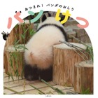 パンダのお尻フォーカスの写真集『パンけつ』緊急重版決定 画像