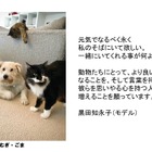 パナソニック、「保護犬猫譲渡会」開催！来場時にステッカーがもらえるSNSキャンペーンも 画像