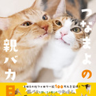 SNSで人気の保護猫「つな」と「まよ」、フォトブックが発売決定 画像