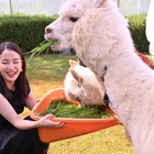 もしも広瀬すずがアルパカを飼ったら！初めての餌やりに大興奮「目がめちゃくちゃ可愛い！」 画像