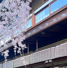 高岡早紀、美しい桜とともにほほえむ京美人に!? 画像