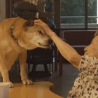 特別養護老人ホームで暮らす“看取り犬”とのワンダフルライフ........NHK『ETV特集』 画像
