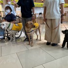 補助犬の認知向上目指す！イオンモールで歩行デモンストレーション 画像