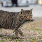猫が魚をくわえたシーンがたっぷり！写真集『どら猫』19日発売 画像
