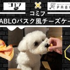 愛犬と味わう、コミフ× PABLOのコラボチーズケーキ登場 画像