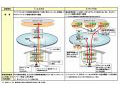 NTT東西、NGNにおけるIPv6接続約款変更を認可申請 画像