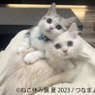 過去最大規模「ねこ休み展」夏本祭、8月に東京で開催！新たなスター猫が登場 画像