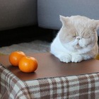 和歌山発「猫と、こたつと、思い出みかん」2024年度分の予約受付まもなく！ 画像