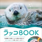 発売前からAmazon人気度ランキング1位に！ ラッコの“すべて”がわかる『ラッコBOOK』7月発売 画像
