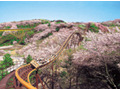 お花見+アトラクションが楽しい! 期間限定の“お花見遊園地” 画像