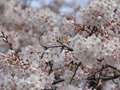 東京で桜開花！満開は来週に？ 画像