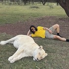 「薬で眠らせている」と動物虐待疑惑まで…“ライオン写真”が炎上した韓国タレント、あらためて釈明 画像