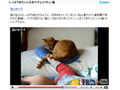 やっぱり癒される……しっぽで赤ちゃんをあやす優しい猫の動画 画像