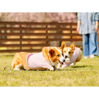 日光グランピング、愛犬同伴無料キャンペーン実施！霧降高原牛BBQも楽しめる 画像