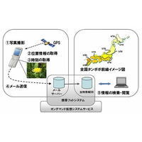 「みんなで創ろう全国タンポポ前線マップ」、富士通がケータイ・ICT活用で実施 画像