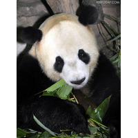 上野動物園のパンダ、「リーリー」と「シンシン」に決定……22日から一般公開 画像
