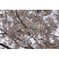 昨年より6日遅れで東京に桜、今週中に9割が開花 画像