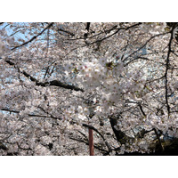 【桜レポート】吉祥寺や国立、市ヶ谷は9分咲き程 画像
