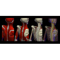3Dモーションによる人体解剖サイト「TEAMLAB BODY」が無料公開 画像