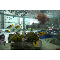 ソニービルに恒例の「沖縄美ら海水族館」……水槽電力を自家発電で 画像