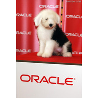 日本オラクル、社員犬キャンディのバースデイイベントをUstream中継 画像