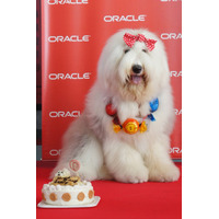社長よりも露出度高い!?　日本オラクルの社員犬キャンディ 画像