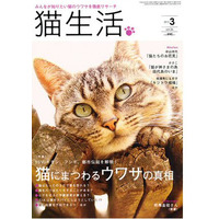 【本日発売の雑誌】猫にまつわるウワサの真相……「猫生活」 画像