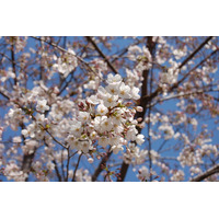 【桜レポート】上野公園、横浜元町公園など……各所で見ごろ迎える 画像