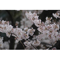 関東で桜散るも、南東北・信越で開花シーズン！  画像