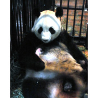 パンダの赤ちゃん死亡 画像