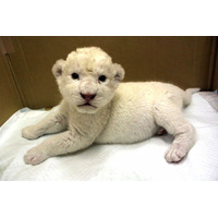 ホワイトライオンの赤ちゃんが伊豆に初登場　7月28日から公開 画像