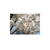 桜はまだかいな!?　日本気象協会が2007年開花予想と花見情報を発信 画像