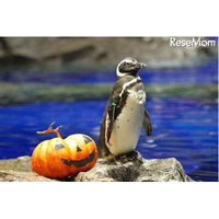 親子でお泊り水族館、ハロウィンバージョン　10月27-28日 画像