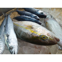 ネットで漁を中継しその場で販売！鳥取県漁業協同組合が参加 画像