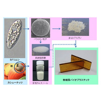 産総研・NEC・宮崎大、ミドリムシを主原料とするバイオプラスチックを開発 画像