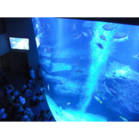 1000km離れたすみだ水族館で小笠原を感じる　2月2日 画像