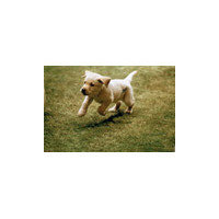 松竹「シネリエ」に盲導犬の一生を描いた感動作「クイール」などが登場 画像