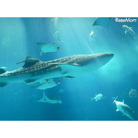 行ってよかった水族館と動物園、口コミランキング 画像