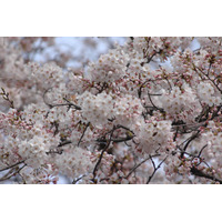 Yahoo！地図、「桜の開花状況」を提供開始……日本全国1,058スポット 画像