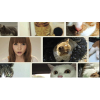 しょこたんも猫メイクで出演！　“世界一、猫が登場するミュージックビデオ”公開 画像