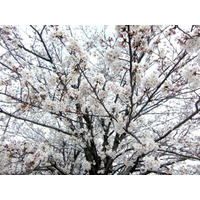 桜の開花はどうやって予想する？　どの木に何輪咲いたら開花なの？ 画像