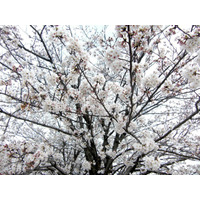 東京と横浜で桜開花……平年より1日早く 画像