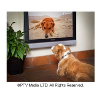 人ではなく“犬が観る”専門チャンネル！「ひかりTV」で6月スタート 画像