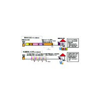 関西電力とOKI、アクセス系光ファイバー網の超大容量通信技術を開発 画像