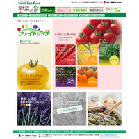 機能性野菜『ファイトリッチ』の成分・効能・レシピが分かる専用サイト 画像